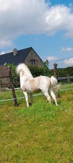 Ter dekking ... 87cm, Merrie