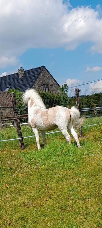 Ter dekking ... 87cm beschikbaar voor biedingen