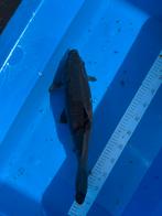 Lakzwarte vis te koop., Animaux & Accessoires, Poissons | Poissons d'étang