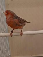 agaat rood, Plusieurs animaux, Canari de couleur