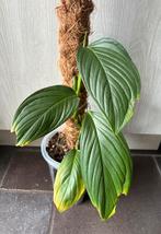 Monstera NoID ‘EC7’, Ophalen of Verzenden