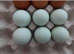 Broedeieren olive egger, Dieren en Toebehoren