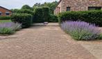 Nepeta = Bijen magneet, Volle zon, Vaste plant, Zomer, Ophalen