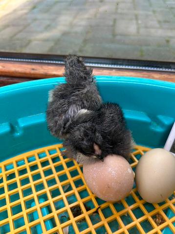 3 Brahma Kuikens beschikbaar voor biedingen