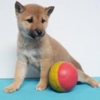 Shiba Inu - Belgisch pups te koop, CDV (hondenziekte), Meerdere, 8 tot 15 weken, België