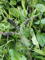 Grotere planten salvia verticillata , vanaf 2 euro, Volle zon, Vaste plant, Zomer, Ophalen