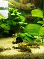 Nog 2 jonge ancistrusjes beschikbaar, Dieren en Toebehoren