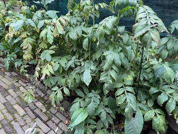 Cephalaria gigantea-Schoepkruid moederplanten te koop beschikbaar voor biedingen