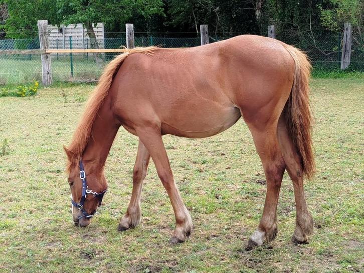 merrie 18 maanden, Dieren en Toebehoren, Paarden, Merrie, Niet van toepassing, Minder dan 160 cm, 0 tot 2 jaar, Westernpaard, Met stamboom