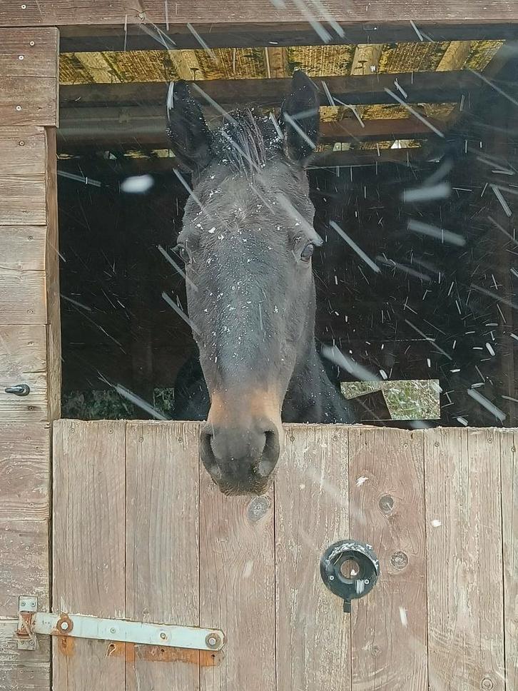 Jument 13 ans, Animaux & Accessoires, Chevaux, Jument, L, 165 à 170 cm, 11 ans ou plus, Cheval de récréation, Avec puce électronique