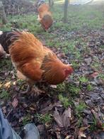 Brahma colombia buff haan, Mâle, Poule ou poulet