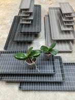 Onderschotels planten met supportdraad, Ophalen, Gebruikt, Rechthoekig