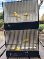 4 gele kanaries poppen, Dieren en Toebehoren, Vrouwelijk, Kleurkanarie