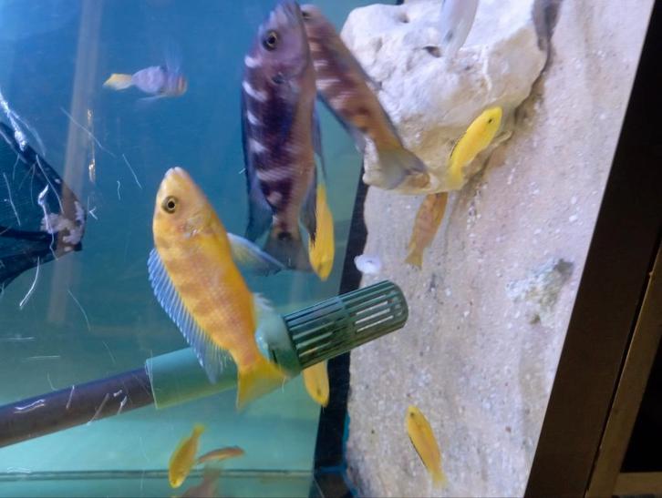 Cichlides malawi pseudotropheus crabo, Dieren en Toebehoren, Vissen | Aquariumvissen