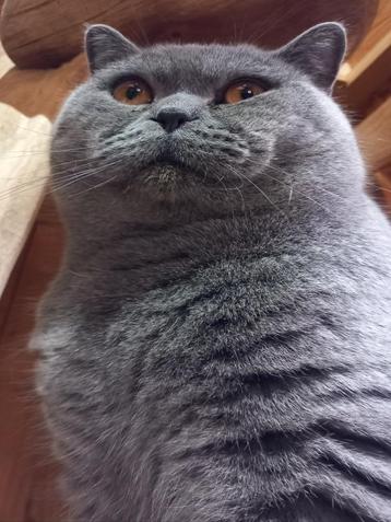 Brits korthaar Dekkater. (Niet te koop) beschikbaar voor biedingen