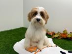 Cavapoo Puberpup - Blenheim kleur, Dieren en Toebehoren, België, Overige rassen, 8 tot 15 weken, Meerdere