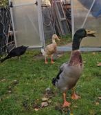 Indische Loopeenden, Dieren en Toebehoren, Pluimvee