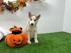 Siberische Husky pups, Dieren en Toebehoren, Honden | Poolhonden, Keeshonden en Oertypen, België, 8 tot 15 weken, CDV (hondenziekte)