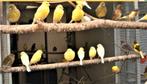 Goed zingende kanaries, Dieren en Toebehoren, Vogels | Kanaries