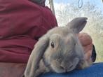 2 knappe konijnen kerels zoeken nieuwe thuis, Petit, Oreilles tombantes, Mâle, 0 à 2 ans