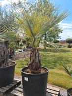Palmboom Brahea Armata, Ophalen, Palmboom