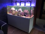 Aquarium eau de mer cessation activité, tout est à vendre, Dieren en Toebehoren, Ophalen, Gebruikt, Gevuld zeewateraquarium