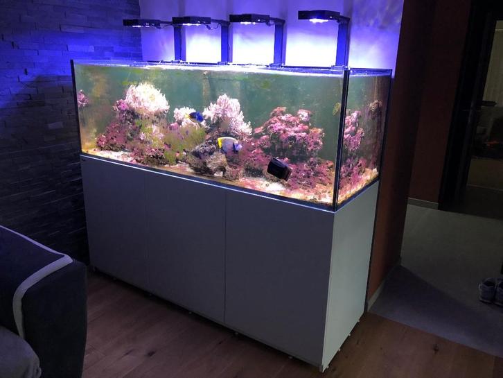 Aquarium eau de mer cessation activité, tout est à vendre, Dieren en Toebehoren, Vissen | Aquaria en Toebehoren, Gebruikt, Gevuld zeewateraquarium