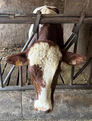 Beste hoornloze roodbonte holstein dekstier. beschikbaar voor biedingen
