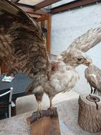 Opgezette buizerd, Ophalen of Verzenden, Gebruikt, Vogel, Opgezet dier