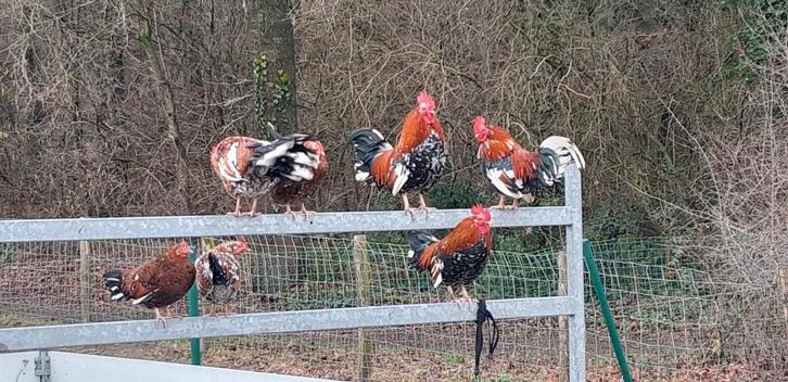 Doornikse krielhanen, Animaux & Accessoires, Volatiles, Poule ou poulet, Mâle