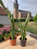 Sanseveria, Huis en Inrichting, Kamerplanten, Ophalen, Vetplant, 100 tot 150 cm