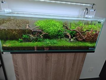 Gele yellow back garnalen (neocaridina) beschikbaar voor biedingen