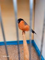 Noorse goudvinken , koppel van 2025, Dieren en Toebehoren, Vogels | Kanaries