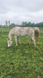 Fokmerrie D-pony schimmel te koop NRPS, 11 jaar of ouder, Merrie, Gechipt, D pony (1.37m tot 1.48m)
