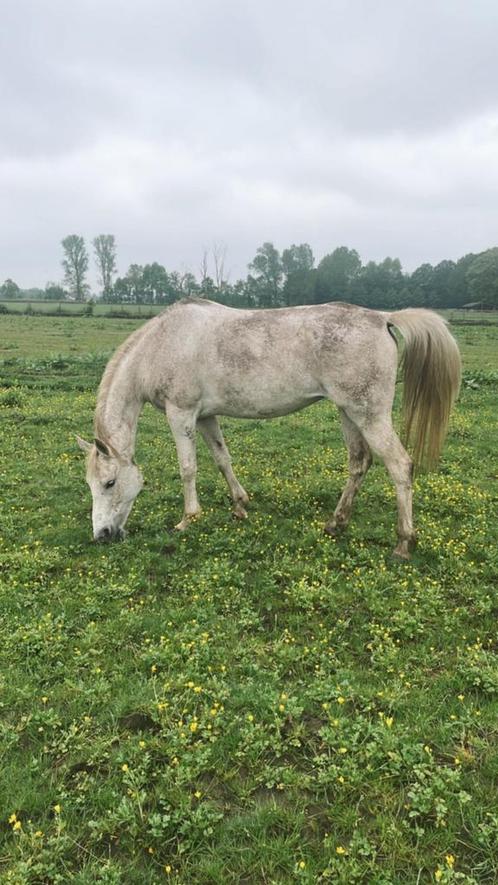 Fokmerrie D-pony schimmel te koop NRPS, Dieren en Toebehoren, Pony's, Merrie, D pony (1.37m tot 1.48m), Recreatiepony, 11 jaar of ouder