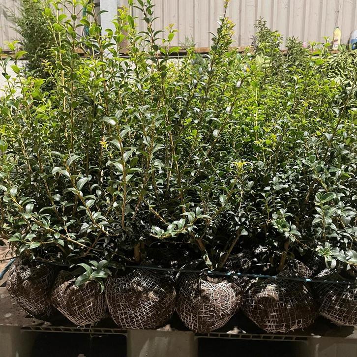 Osmanthus Burkwoodii !, Tuin en Terras, Planten | Struiken en Hagen, Ophalen