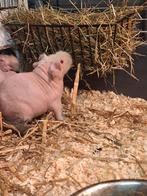 Skinny/naaktcavias, Animaux & Accessoires, Rongeurs, Mâle, Domestique, Septembre, Cobaye