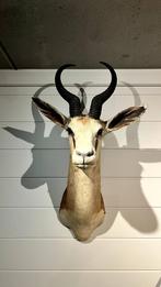 SPRINGBOK TAXIDERMIE TROFEE (impala), Ophalen of Verzenden
