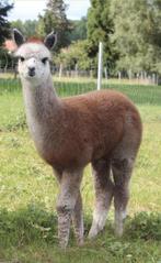 Étalons d' alpaga 2025 - 2024, Mai, Mâle