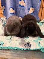 2 zusjes franse hangoren, Dieren en Toebehoren, Konijnen, Vrouwelijk, Groot, Hangoor, 0 tot 2 jaar