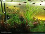 aquarium 2meter 50x50cm, Dieren en Toebehoren, Vissen | Aquaria en Toebehoren, Zo goed als nieuw, Ophalen, Gevuld zoetwateraquarium