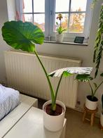 Alocasia, Huis en Inrichting, Kamerplanten, Ophalen