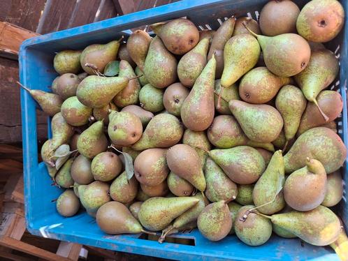 Conferenceperen, kweeperen, stoofperen en appelen, Zakelijke goederen, Landbouw | Aardappelen, Groenten, Fruit en Vlees, Ophalen