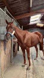 Super brave ruin, Dieren en Toebehoren, Paarden, Gechipt, Ruin, Zadelmak, 160 tot 165 cm