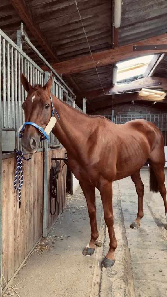 Super brave ruin, Dieren en Toebehoren, Paarden, Ruin, Zadelmak, 160 tot 165 cm, 11 jaar of ouder, Recreatiepaard, Met stamboom