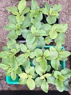 Primula plantjes (sleutelbloem), Enlèvement