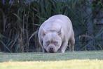 American Bully Pocket, België, Overige rassen, CDV (hondenziekte), Teef