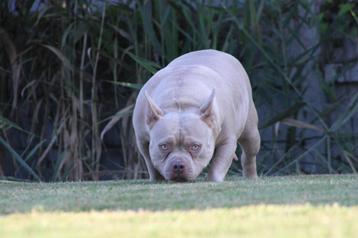 Pochette American Bully 