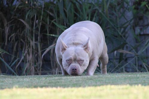 Pochette American Bully, Animaux & Accessoires, Chiens | Bouledogues, Pinschers & Molossoïdes, Chienne, Autres races, Éleveur | Professionnel