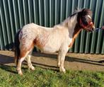 3 jarige shetlander ruinen! Gtote Pintoloosa en mini zwarte, Dieren en Toebehoren, Pony's, Ruin, A pony (tot 1.17m), 3 tot 6 jaar